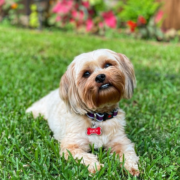 Meet the Posher! - Picture 2 of 3